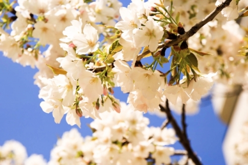桜餅の葉っぱの種類は何の葉っぱ？名前は？食べるもの？